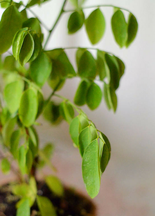 Katuk (Sauropus androgynus)