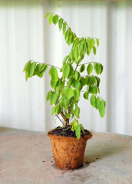 Katuk (Sauropus androgynus)