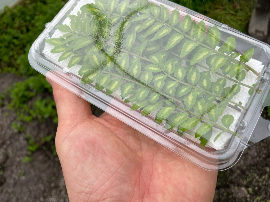 KINOME, baby SANSHO leaves | Suzuki Farm | 1 pack (15 leaf branch)