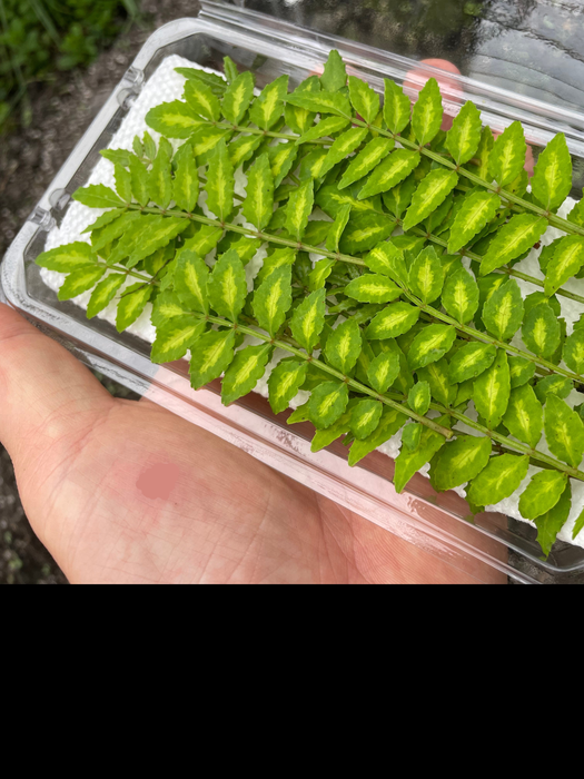 KINOME, baby SANSHO leaves | Suzuki Farm | 1 pack (15 leaf branch)