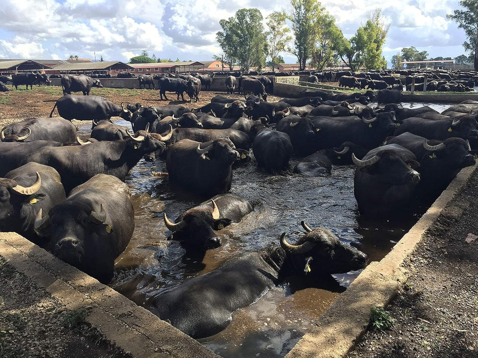 Lupara Smoked Buffalo Mozzarella, PROVOLA, 4 Pack x 15.5oz each