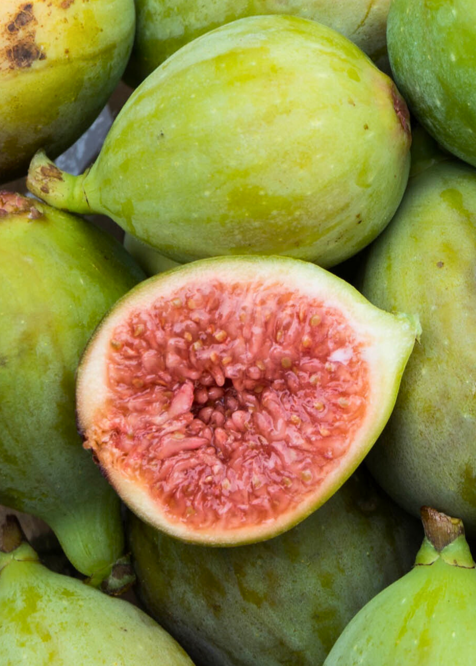 Fig 'Italian Honey' (Ficus carica) — Specialty Food Source