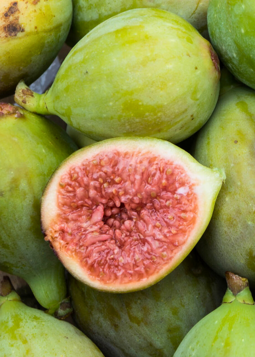 Fig 'Italian Honey' (Ficus carica)