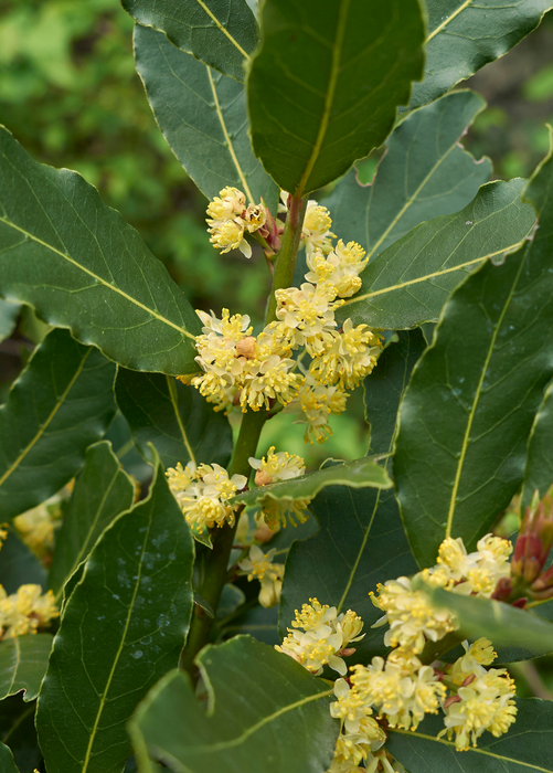 Bay Leaf, Bay Laurel (Laurus nobilis)