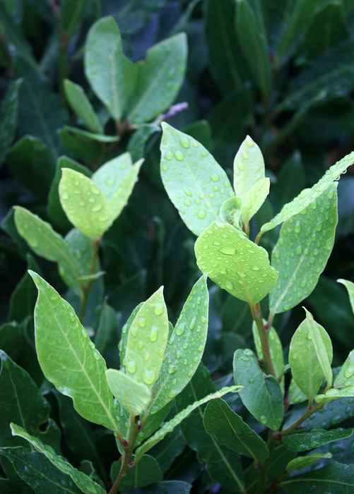 Bay Leaf, Bay Laurel (Laurus nobilis)