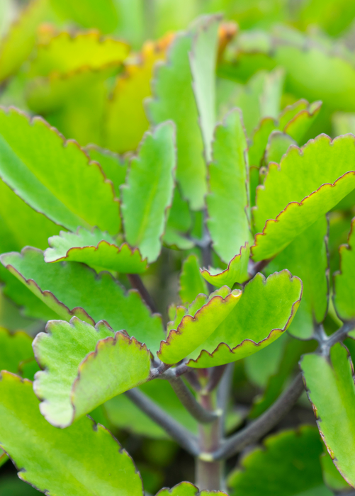 Leaf of Life (Bryophyllum pinnatum)