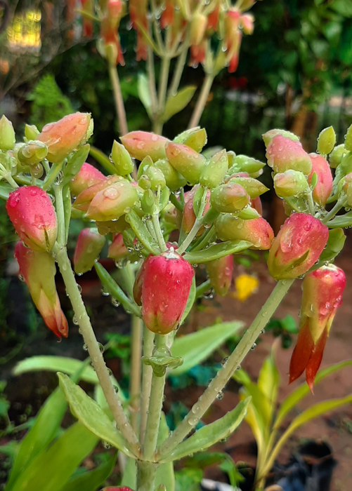 Leaf of Life (Bryophyllum pinnatum)