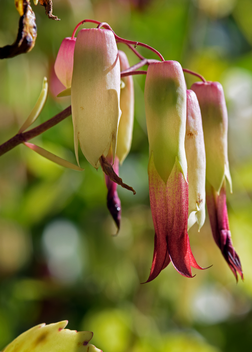 Leaf of Life (Bryophyllum pinnatum)