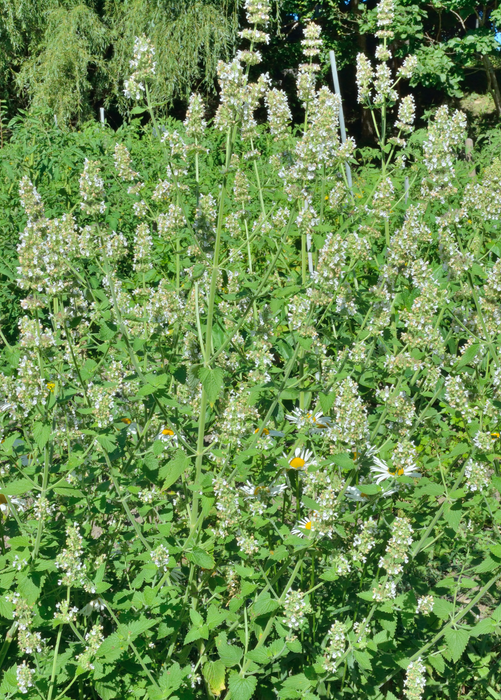 Lemon Balm (Melissa officinalis)