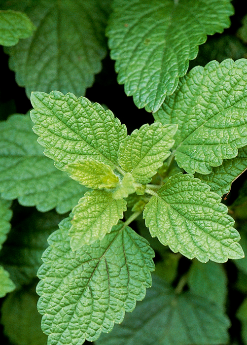 Lemon Balm (Melissa officinalis)