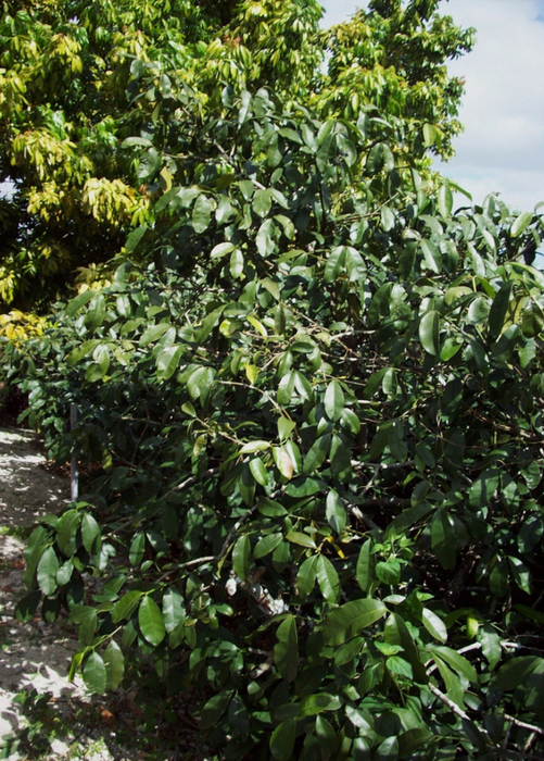Lemon Drop Mangosteen (Garcinia intermedia)