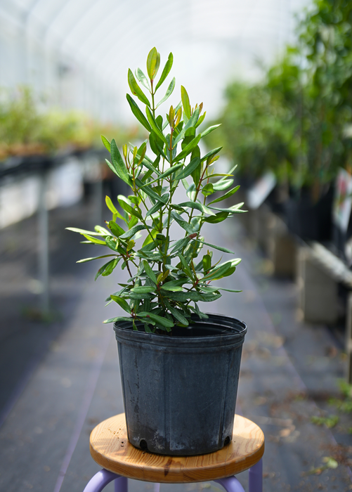 Lemon Bay Rum (Pimenta racemosa var. citrifolia)