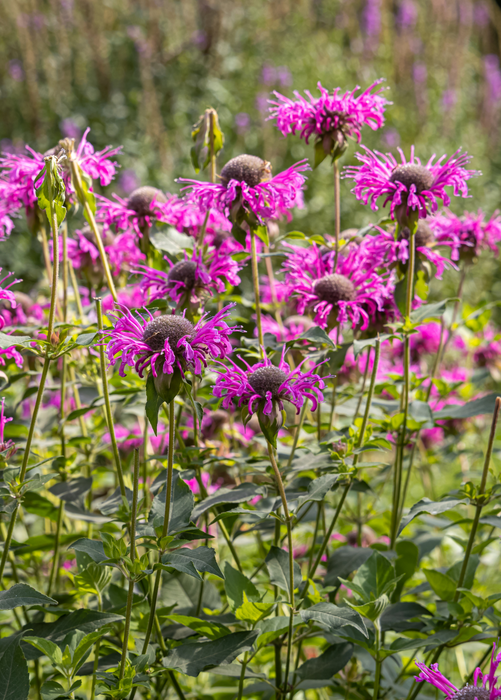 Bergamot, 'Sweet Leaf' (Monarda fistulosa)