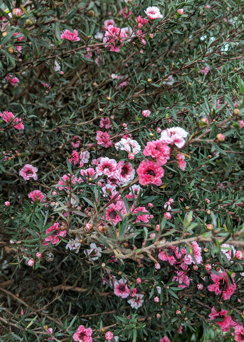 New Zealand Tea (Leptospermum scoparium)