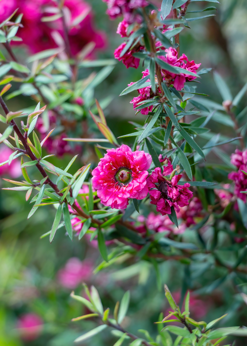New Zealand Tea (Leptospermum scoparium)