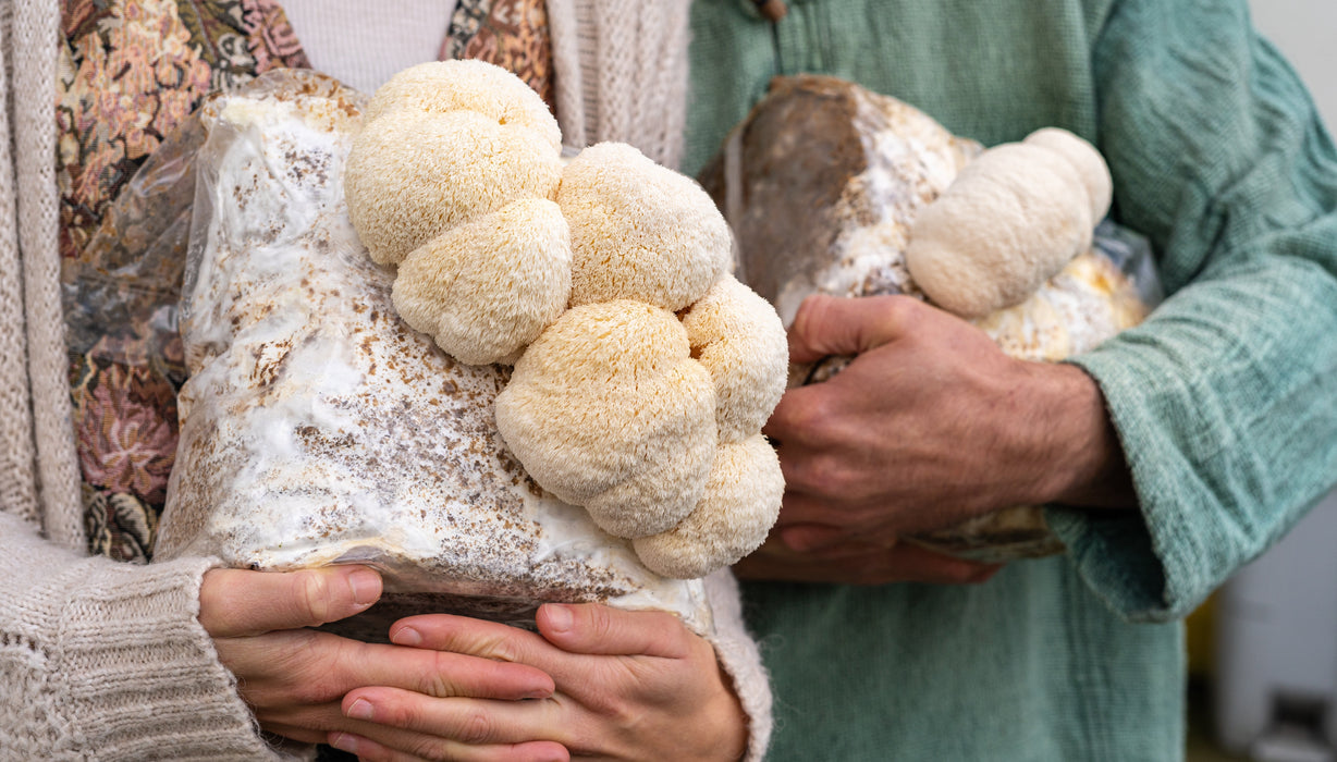 Lion's Mane Mushroom Grow Kit Fruiting Block - 5 LBS