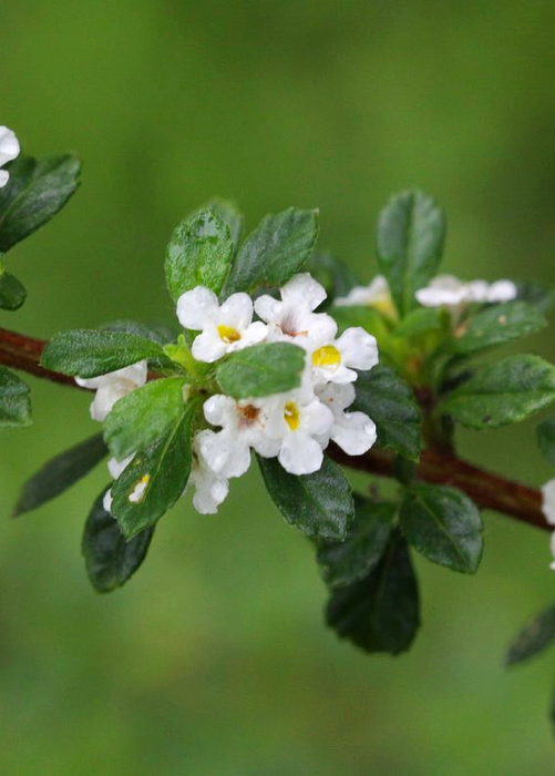 Jamaican Oregano (Lippia micromera)