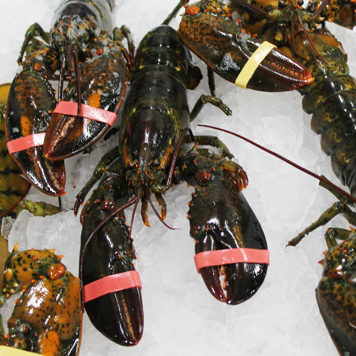 Buy Wholesale Whole Live Maine Lobster | Fresh 2-3 lbs Lobsters