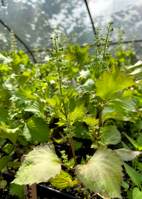 Korean Perilla (Perilla frutescens)