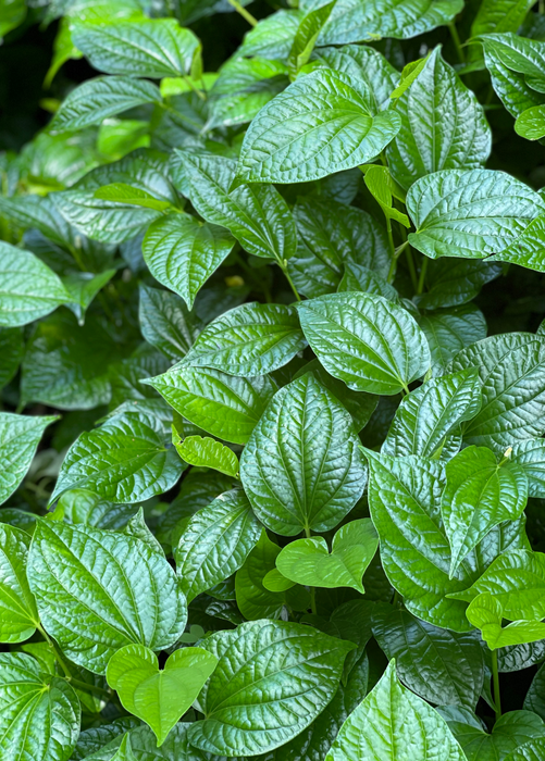 Lolot (Piper sarmentosum)