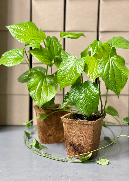 Lolot (Piper sarmentosum)