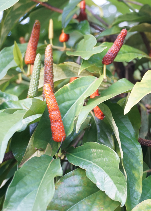 Long Pepper (Piper longum)