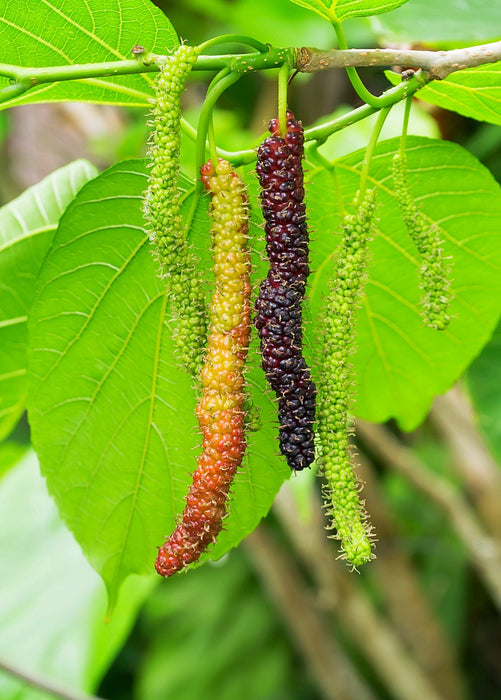 Mulberry 'Pakistan' (Morus nigra)