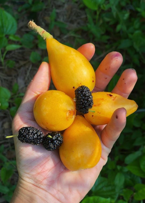 Loquat Seedling (Eriobotrya japonica)