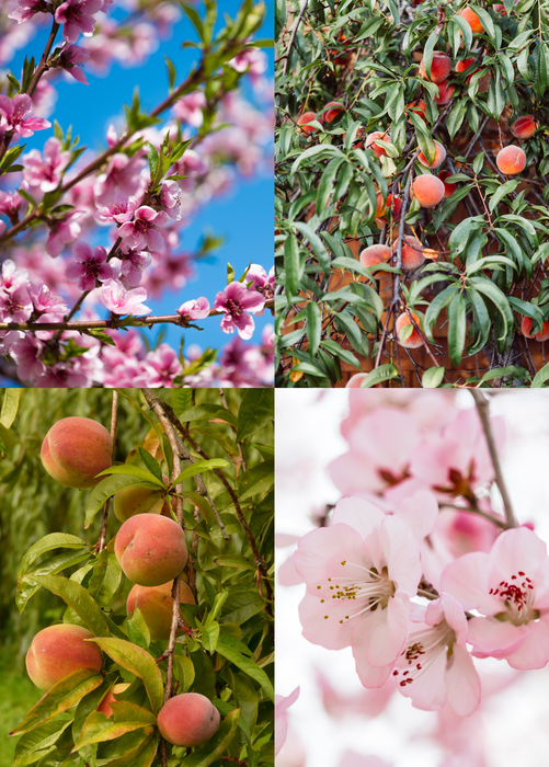 Low-Chill Peach Tree Bundle: 'UF Sun', 'UF One' & UF Best