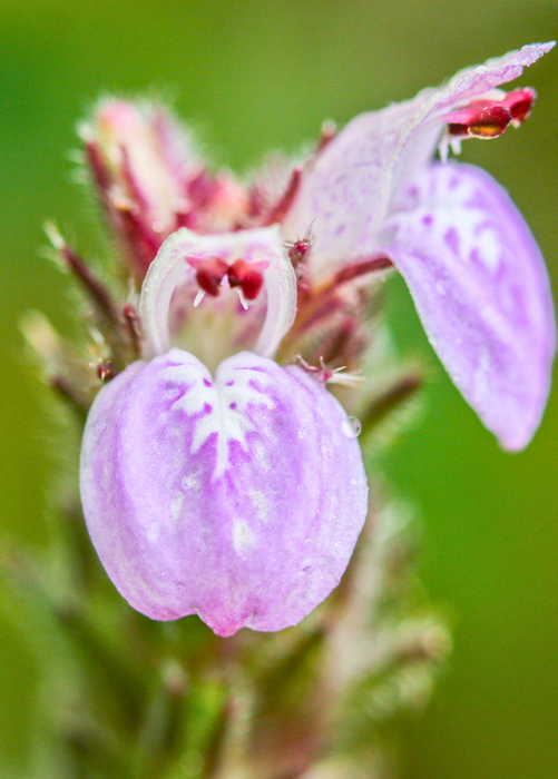 Magenta Leaf Plant, Lá Cẩm (Peristrophe roxburghiana)