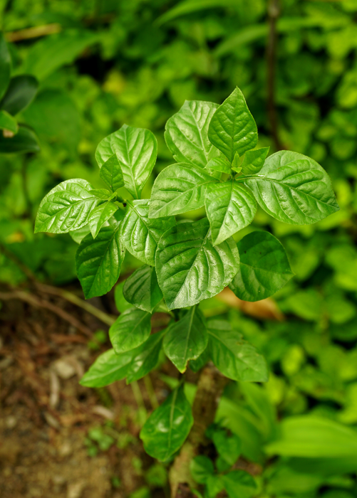 Magenta Leaf Plant, Lá Cẩm (Peristrophe roxburghiana)