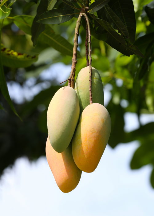 Mango 'Mahachanok' (Mangifera indica)