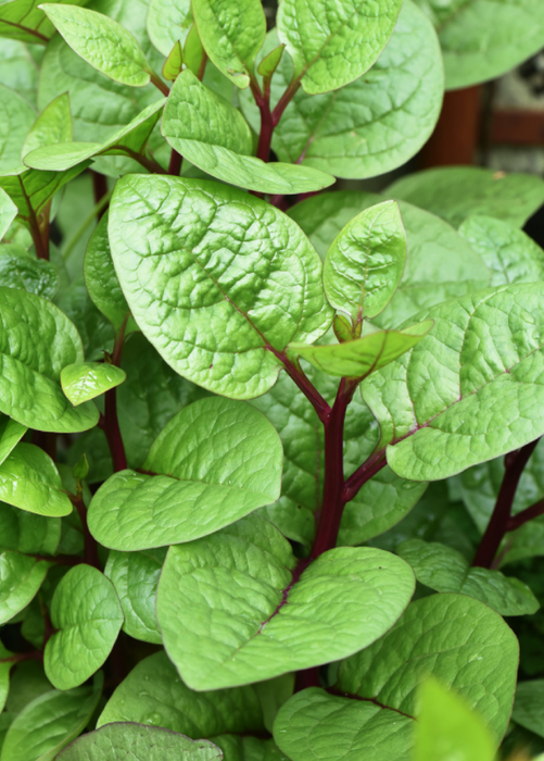 Malabar Spinach (Basella alba)