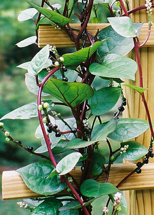 Malabar Spinach (Basella alba)