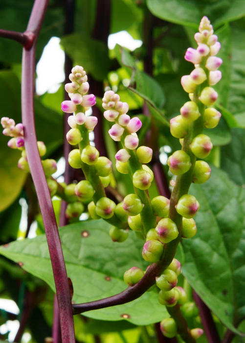 Malabar Spinach (Basella alba)