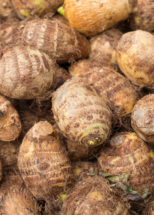 Malanga (Xanthosoma sagittifolium)