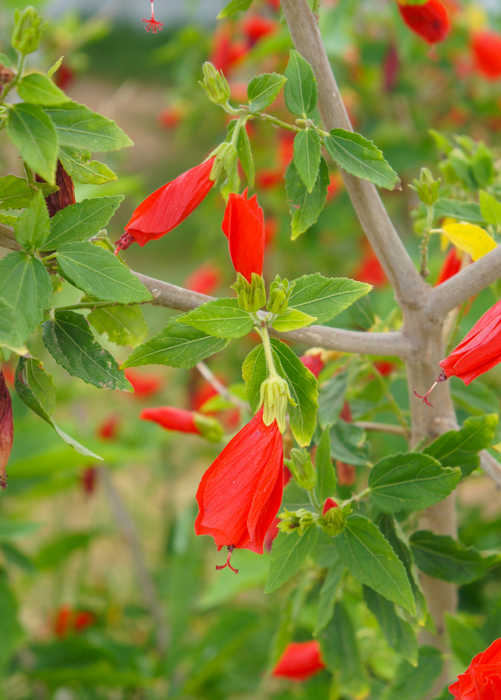 Turk's Cap (Malvaviscus arboreus)