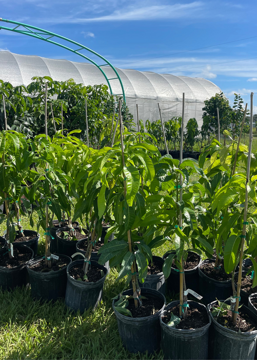 XL Mango Tree Bundle: 'Mallika' + 'Nam Doc Mai'