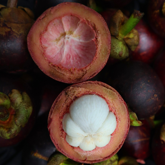 Mangosteen *** PRE ORDER ***