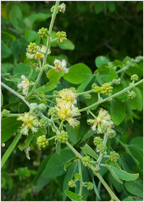 Manila Tamarind, Camachile (Pithecellobium dulce)