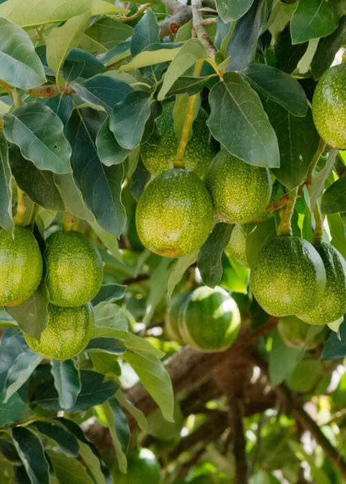 Avocado 'Marcus Pumpkin' (Persia americana)