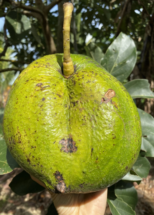 Avocado 'Marcus Pumpkin' (Persia americana)