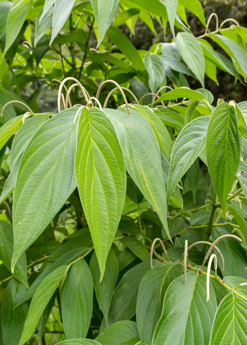 Matico (Piper aduncum)