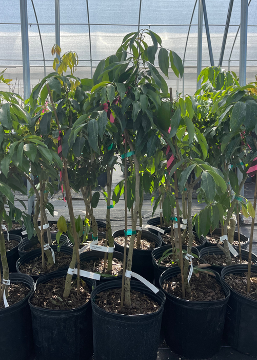 Lychee 'Mauritius' (Litchi chinensis)