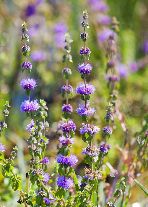 Pennyroyal (Mentha pulegium)