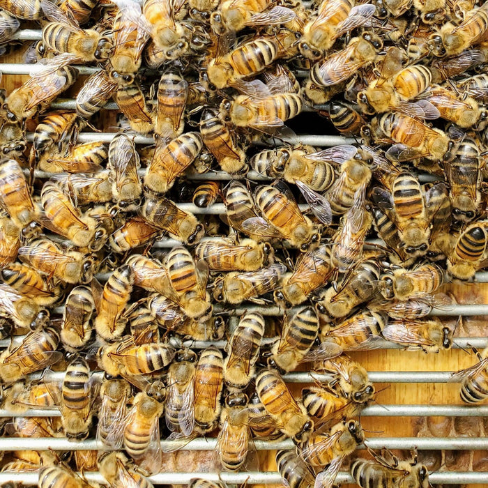 Metal Queen Excluder