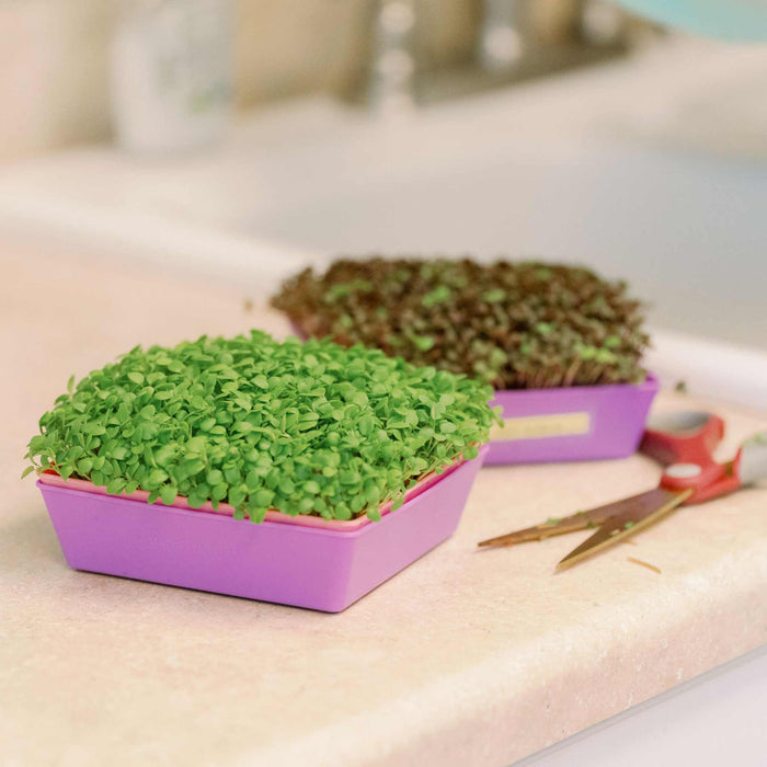 5X5 Shallow Microgreen Trays