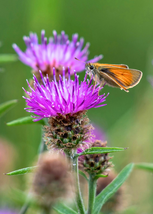 Milk Thistle (Silybum marianum)