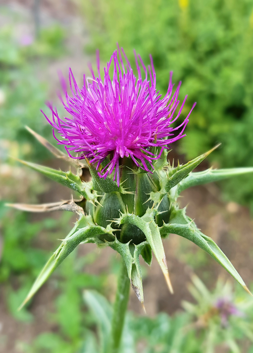 Milk Thistle (Silybum marianum)