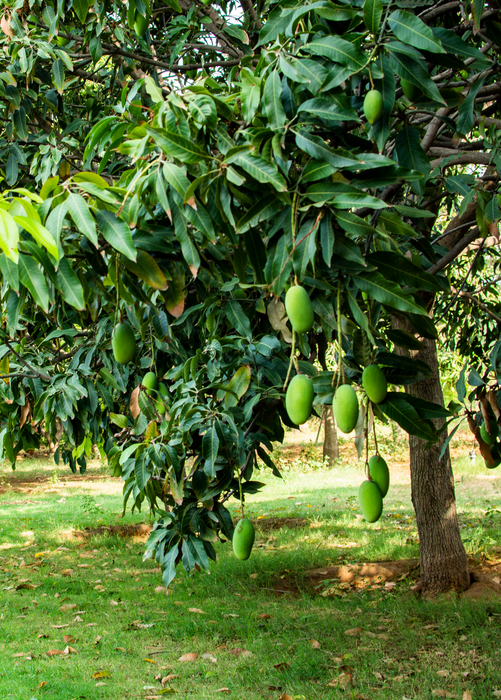 Mango 'Miracle' aka 'Choc-anon' (Mangifera indica)